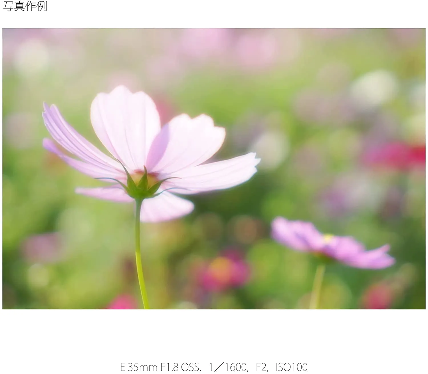 Sony E 35mm F1.8 OSS (SEL35F18)